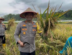 Kapolres Lhokseumawe Panen 8 Hektar Padi dan Bantu Sumur Bor Untuk Petani Dukung Ketahanan Pangan