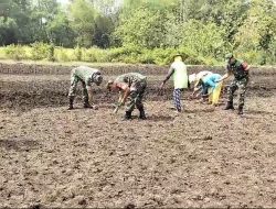 Tingkatkan Ketahanan Pangan, Babinsa Bantu Warga Tanam Jagung