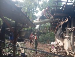 Babinsa Klego Dan Warga Evakuasi Pohon Tumbang Yang Timpa Rumah