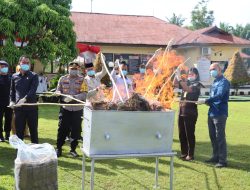 Bersama Forkopimda, Polres Pasaman Barat Musnahkan Barang Bukti Narkotika Jenis Ganja