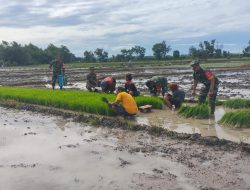Tingkatkan Hasil Panen,Babinsa Kodim Boyolali Dampingi Petani