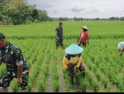 Babinsa Bersihkan Gulma yang Mengganggu Pertumbuhan Tanaman Padi