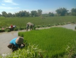 Penuh Semangat Babinsa Simo Terjun Ke Sawah Bantu Petani