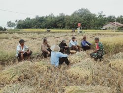 Dukung Ketahanan Pangan Babinsa Klego Dampingi Petani Jaten Panen