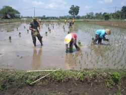 Percepat Masa Tanam Sriyatno Dampingi Petani Tanam Padi