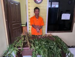 Polres Taput Temukan 15 Batang Pohon Ganja di Tanam di Kebun, Pemiliknya Berhasil di Tangkap.