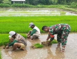 Aksi Nyata Dukung Ketahanan Pangan, Babinsa Desa Sidodadi Bantu Petani Cabut Benih Padi Siap Tanam