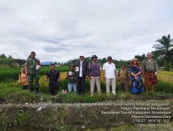 Kelompok tani lestari indah melakukan penyemprotan pada tanaman padi yang di serang Hama
