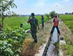 Babinsa Sawit Bersama Petani Galakkan Gropyokan Hama Tikus
