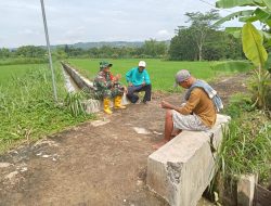 Babinsa Simo Terjun Ke Sawah Bantu Berantas Hama Keong