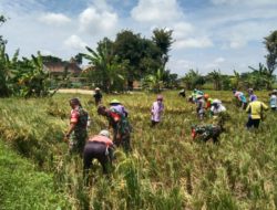 Babinsa Panen Raya Bareng Petani Wujud Kerja Sama yang Menghasilkan