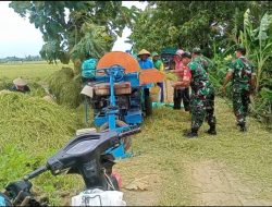 Darmadi Turun Tangan Bantu Petani Panen Padi