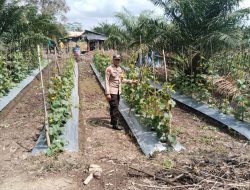 Diharapkan Budidaya Melon Menjadi Solusi Yang Tepat Untuk Meningkatkan Ketahanan Pangan