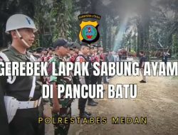Tim Gabungan Polrestabes Medan Gerebek Lapak Judi Sabung Ayam di Pancur Batu