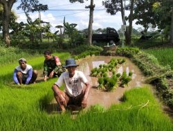 Babinsa Teras Aktif Membantu Poktan Ngudi Luhur Dalam Ketahanan Pangan