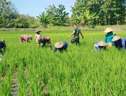 Babinsa Bantu Kelompok Tani Cabut Rumput Gulma Tanaman Padi