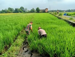 Gulma Menjadi Salah Satu Kendala Petani