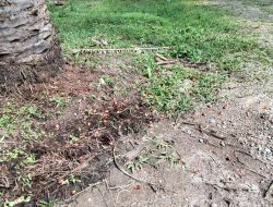 Manajer PTPN IV Gunung Monako Diduga Tak Becus, DPC PWDPI Lakukan Investigasi