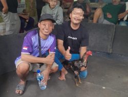 Sabung Ayam Merajalela di Pasar 2 Sei Mencirim, Polsek Kutalimbaru Dianggap Tutup Mata