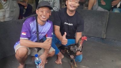 Sabung Ayam Merajalela di Pasar 2 Sei Mencirim, Polsek Kutalimbaru Dianggap Tutup Mata