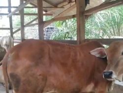 Dana Ketapang Sei Bamban Disorot, Dugaan Penyimpangan Capai Rp1,9 Miliar