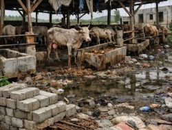 Ketapang Sei Bamban Disorot, Proyek Penggemukan Lembu Diduga Merugi Rp251 Juta