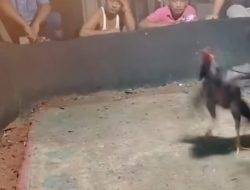 Judi Sabung Ayam Pantai Labu Diduga Kebal Hukum, Beroperasi Dekat Kantor Desa