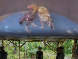 Judi “Cabak” Kembali Eksis di Binjai Barat, Uji Nyali Kapolres dan Polsek