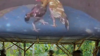 Judi “Cabak” Kembali Eksis di Binjai Barat, Uji Nyali Kapolres dan Polsek