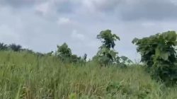 Diduga Sewenang-wenang, Kades Langkinat Humala Pontas Harahap Disorot: Lahan Warga Disebut Diserobot dan Ditanami Sawit Berkedok Perintah Satgas