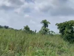 Diduga Sewenang-wenang, Kades Langkinat Humala Pontas Harahap Disorot: Lahan Warga Disebut Diserobot dan Ditanami Sawit Berkedok Perintah Satgas