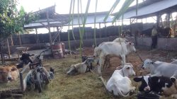 BUMDesma Sei Bamban Diduga Langgar Aturan, Penyertaan Modal Ketapang Rp1,9 Miliar Disorot Aparat Penegak Hukum