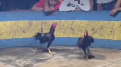 Sorotan Judi Marelan: Warga Desak Penegakan Hukum Lebih Tegas di Belawan