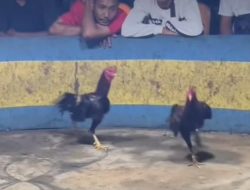 Sorotan Judi Marelan: Warga Desak Penegakan Hukum Lebih Tegas di Belawan