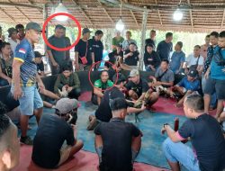 Penanganan Judi Sabung Ayam Dipertanyakan, Aparat Diminta Transparan