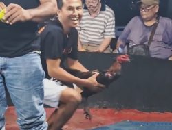 Sabung Ayam Diduga Kembali Digelar di Kutalimbaru