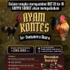 Anomali Pulbaket Polsek Deli Tua: Inspeksi Pagi, Praktik “Adu Laga” Sabung Ayam Tetap Jalan Terus
