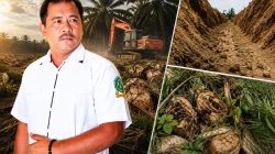 LSM BOPPAN RI Soroti Replanting Afdeling 5 Bah Jambi, Dugaan Ketidaksesuaian Pekerjaan Disorot